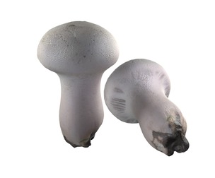 Mushroom 22