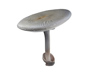 Mushroom 23