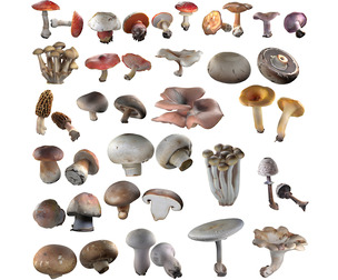 Mushrooms Collection