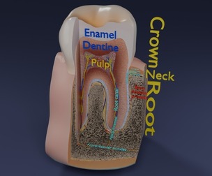 Teeth schematic cut sectional labelled