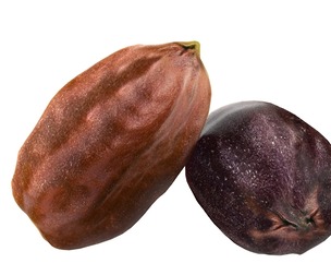 Jojoba seed