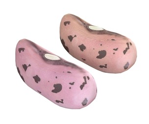 Cranberry Borlotti bean