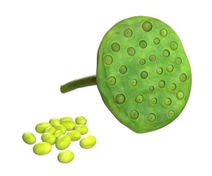 Lotus seed pod