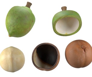Macadamia nut collection