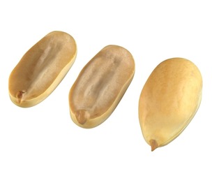 Peanut kernel white