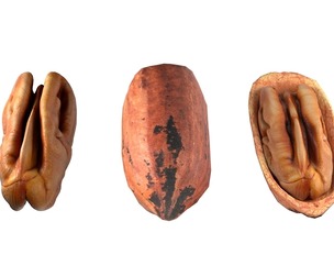 Pecan nut