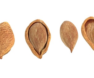 Plum Seed
