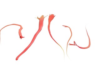 Saffron
