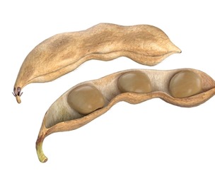 Soybean seed pod dried