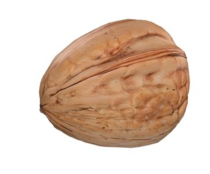 Walnut v1