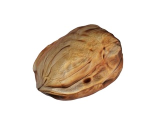Walnut v2