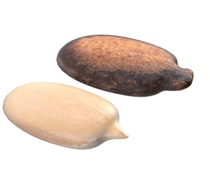 Watermelon Seed