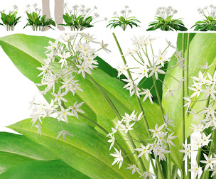 (Highpoly+Low Poly) Allium ursinum - Wild garlic