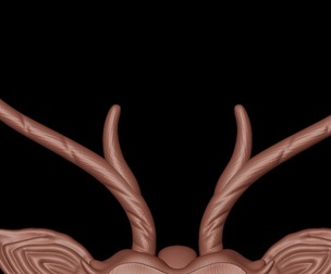 deer horns
