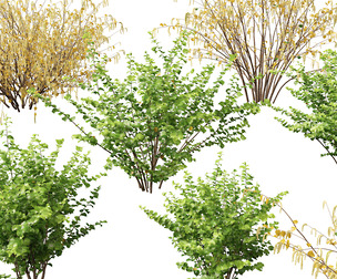 (Highpoly+Low Poly) Corylus avellana – Common Hazel