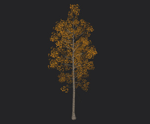 Tree 3D Model 001