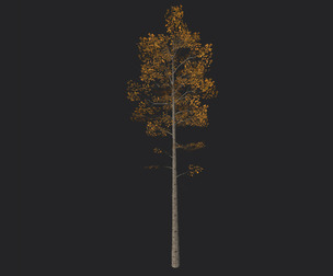 Tree 3D Model 003
