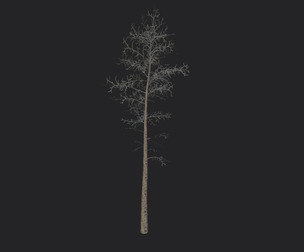 Tree 3D Model 004