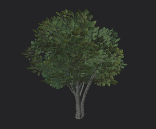 Tree 3D Model 005