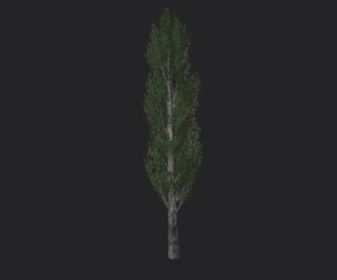 Tree 3D Model 007