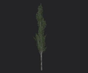 Tree 3D Model 008