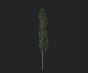 Tree 3D Model 009