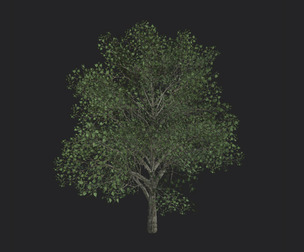 Tree 3D Model 010