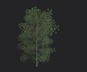 Tree 3D Model 011