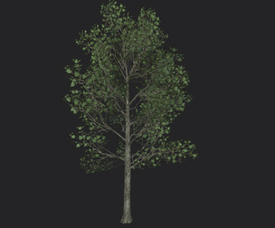 Tree 3D Model 013