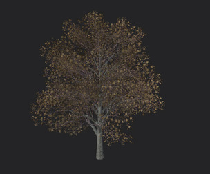Tree 3D Model 014
