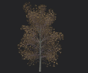 Tree 3D Model 015