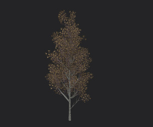 Tree 3D Model 016