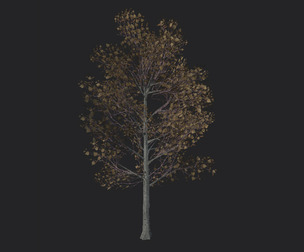 Tree 3D Model 017