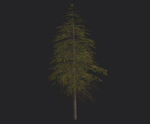 Tree 3D Model 018