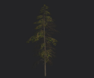 Tree 3D Model 019
