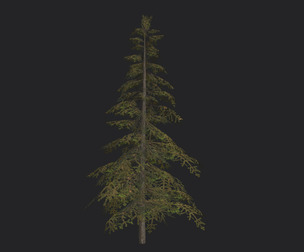Tree 3D Model 020