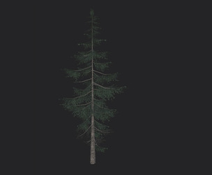 Tree 3D Model 021