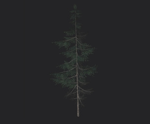 Tree 3D Model 022