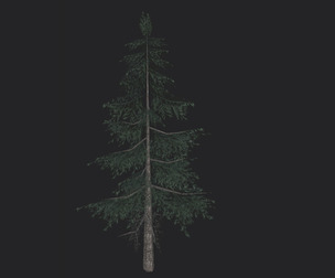 Tree 3D Model 024