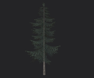 Tree 3D Model 025