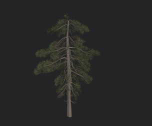 Tree 3D Model 029