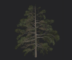 Tree 3D Model 030