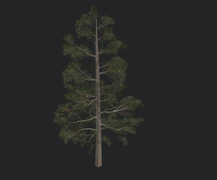 Tree 3D Model 031