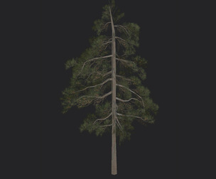 Tree 3D Model 032