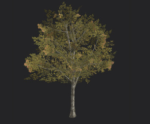 Tree 3D Model 033