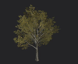 Tree 3D Model 034