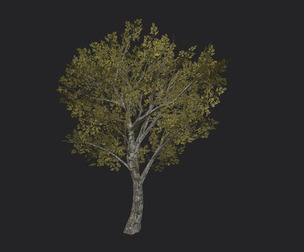 Tree 3D Model 035