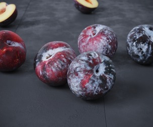 Black Plums 7 Models