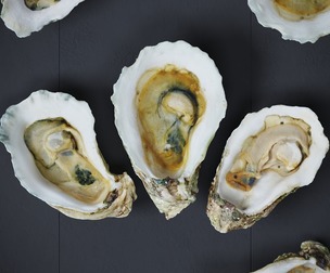 Half Shell Oysters 6 Models