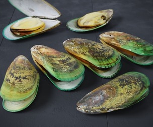 Mussel Green Shell 7 Models